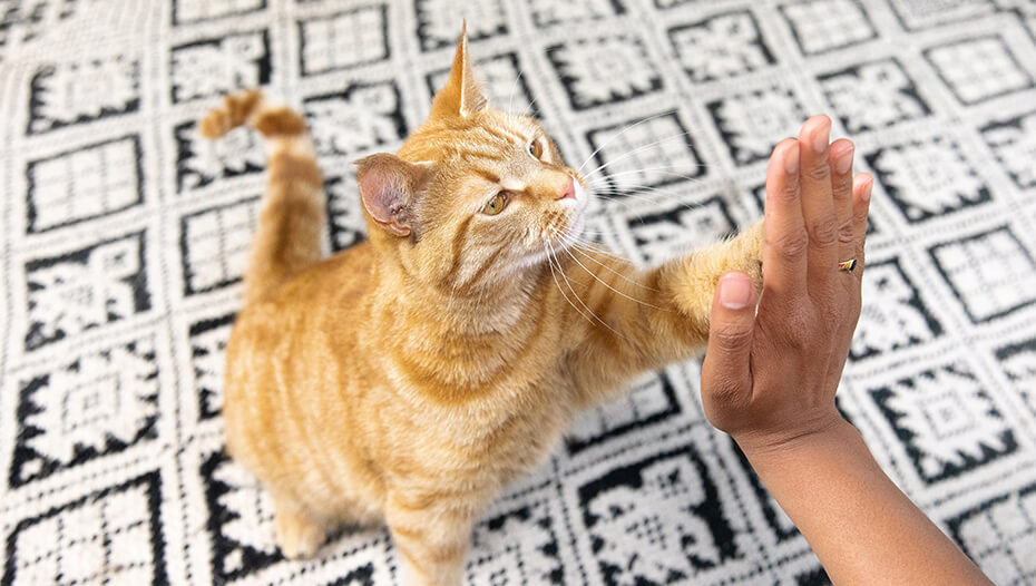 Cat Clicker Training The Easy Guide To Simple Training Purina